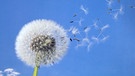 Pusteblume | Bild: colourbox.com