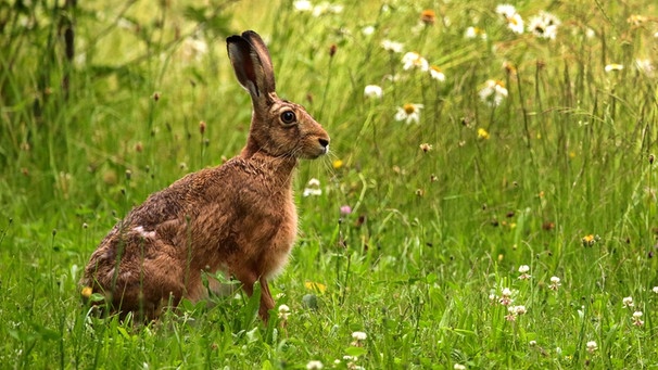 Ein Feldhase sitzt in der Wiese. Im Frühling sieht man manchmal Feldhasen über die Felder sprinten. Dort finden sie aber immer weniger Nahrung und Schutz vor Feinden, Kälte und Nässe. Deshalb ist der Feldhase gefährdet und steht auf der Roten Liste. Dabei gilt der Feldhase als Symbol für Ostern und Fruchtbarkeit. Als Osterhase soll er seit 300 Jahren die Ostereier bringen. | Bild: picture-alliance/dpa/blickwinkel/Stefan Meyers