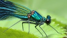 Gebänderte Prachtlibelle - Calopteryx splendens | Bild: colourbox.com