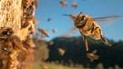 Bienen fliegen um den Bienenstock herum, Nahaufnahme, im Hintergrund blauer Himmel und eine Wiese. | Bild: picture alliance / ZUMAPRESS.com | Robin Loznak