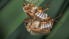 Zwei Junikäfer bei der Paarung. Warum heißt der Käfer Junikäfer und wie erkennt man Junikäfer? Was unterscheidet sie von Maikäfern? Sind Junikäfer Schädlinge und sollte man sie bekämpfen? | Bild: picture alliance / blickwinkel/W. Willner | W. Willner