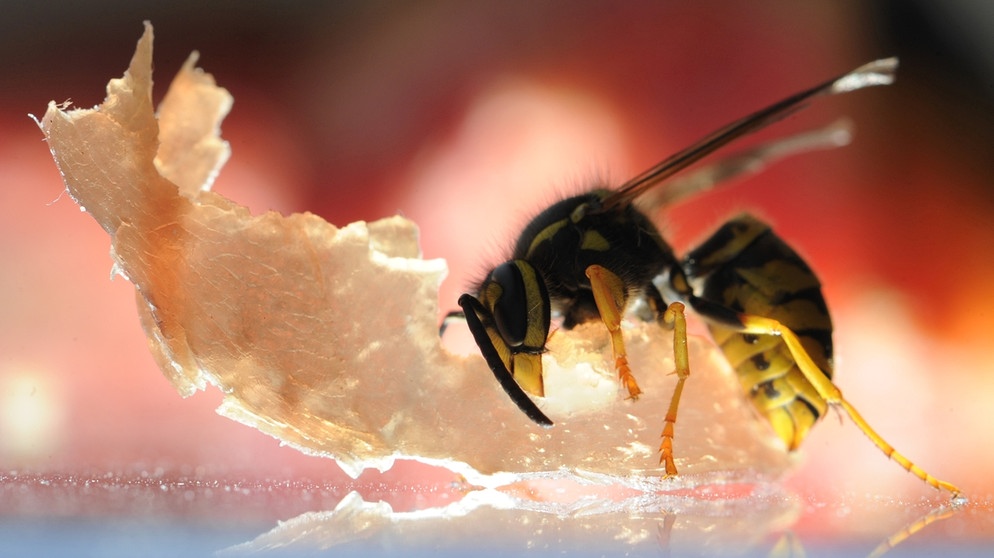 Wespe frisst an einem Stück Schinken. | Bild: picture-alliance/dpa/Soeren Stache